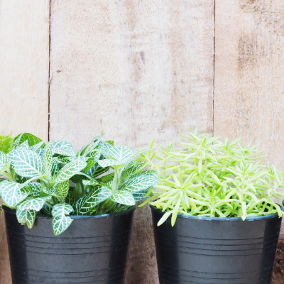 Pots of flowers