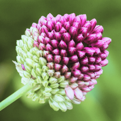 Close-up of a pink flower bud with green background