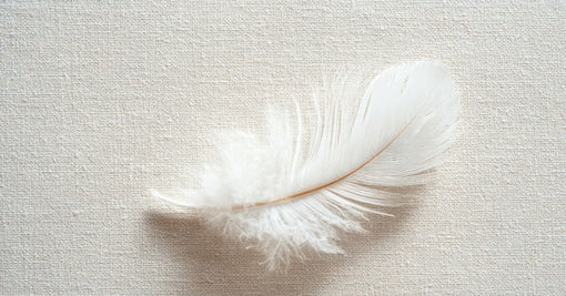 A white feather on canvas.