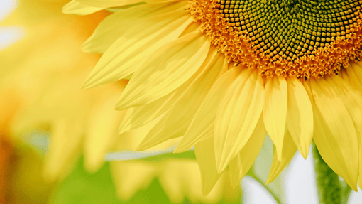 My Analog Life: A Spring Initiative - Cantoo City