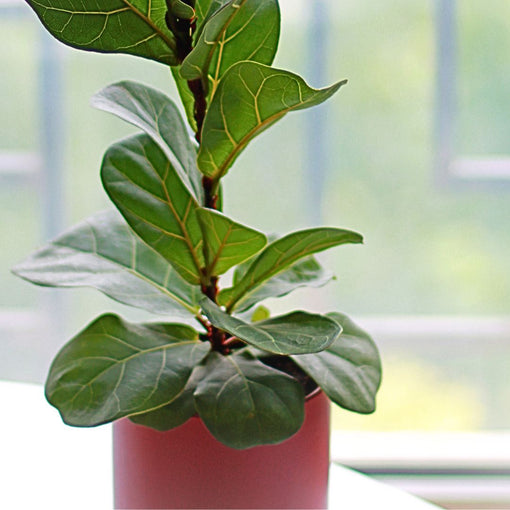 A photo of house plant sitting quietly by the window with full of sunshine.