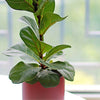 A photo of house plant sitting quietly by the window with full of sunshine.