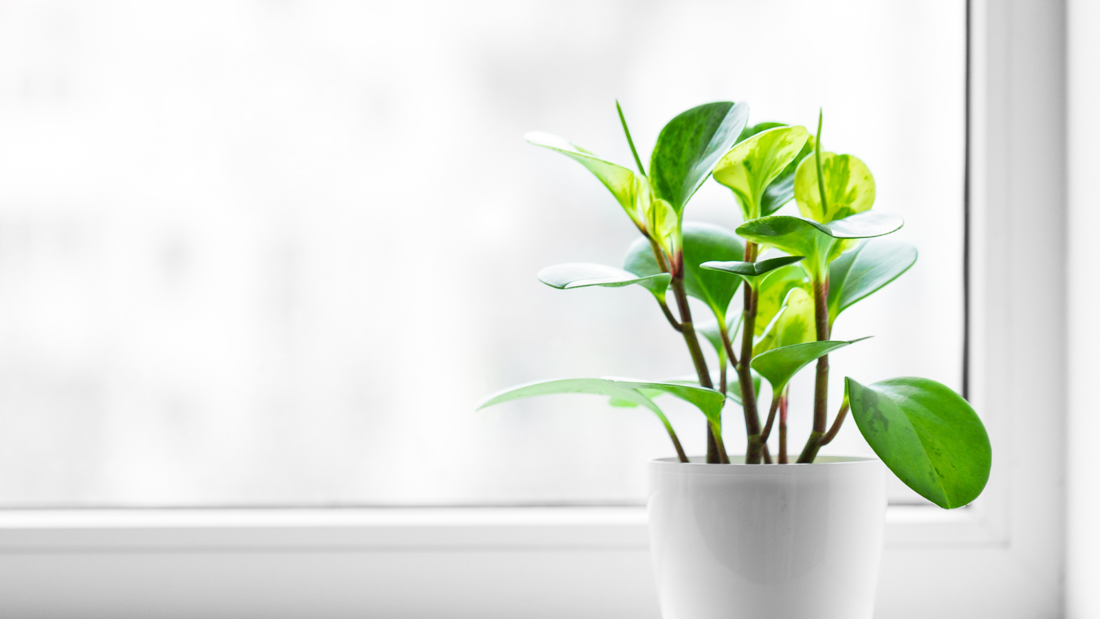 Potted plant on a windowsill with a white background