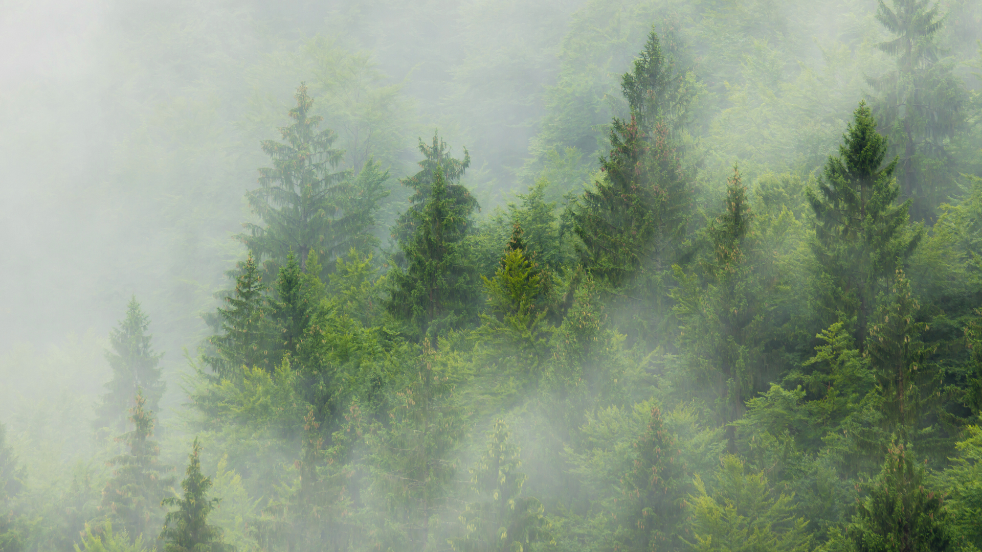 Forest with misty atmosphere