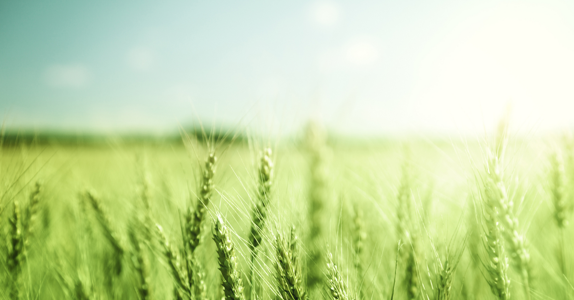 Green wheat field with a blurred background