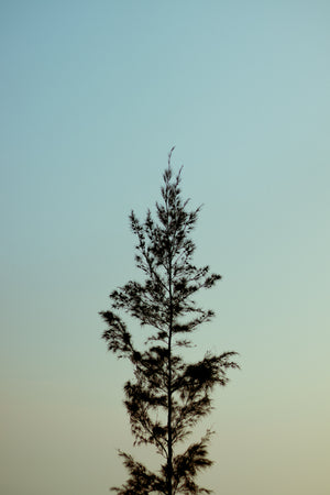 Pine tree against blue sky